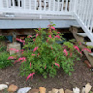 Meet your Posher, Betsy